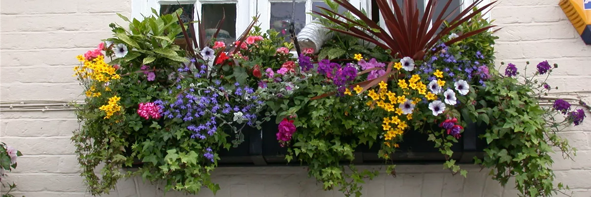 Balkonbepflanzung