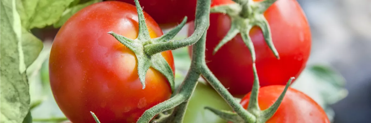 Solanum lycopersicum