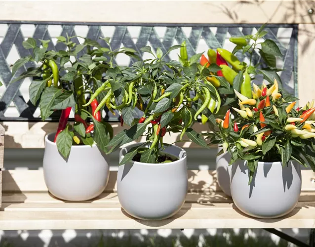EIN GANZER GARTEN AUF DEM BALKON