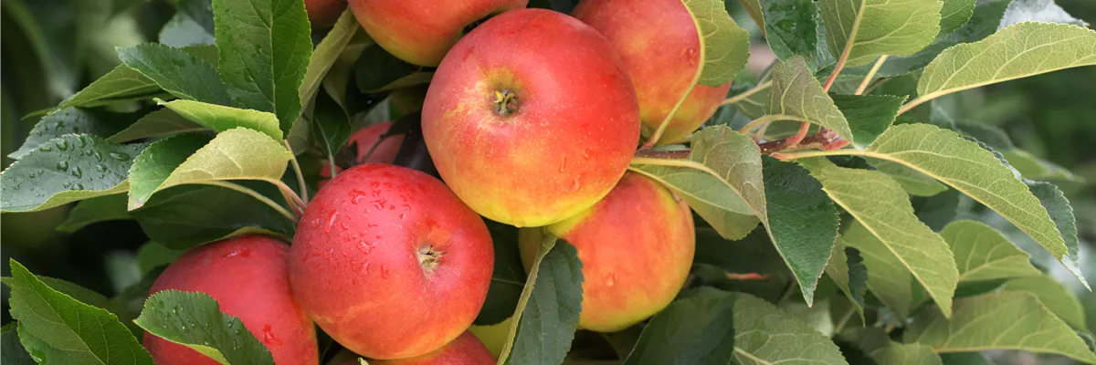 Malus domestica 'Elstar'