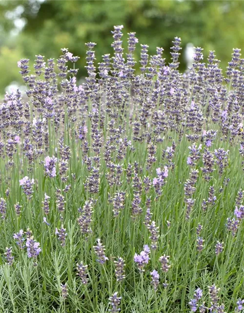 Lavendel
