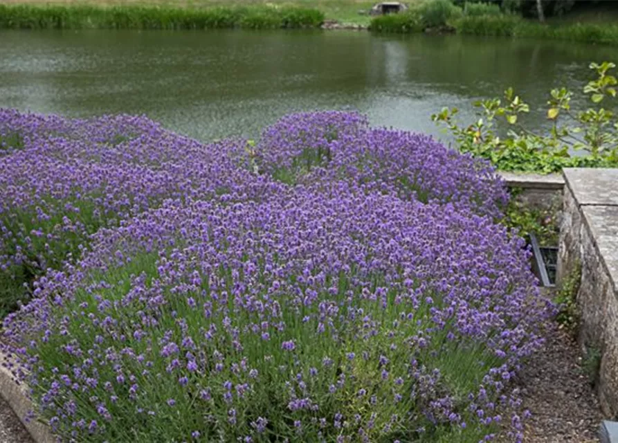 Lavendel