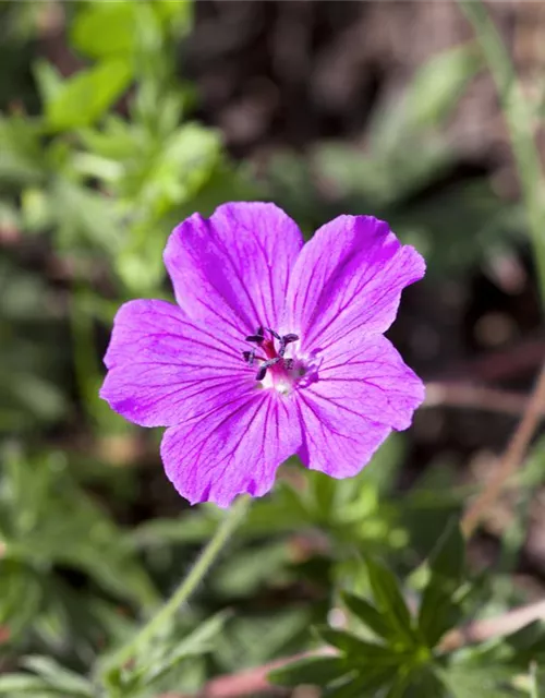 Garten-Blut-Storchschnabel 'Tiny Monster'