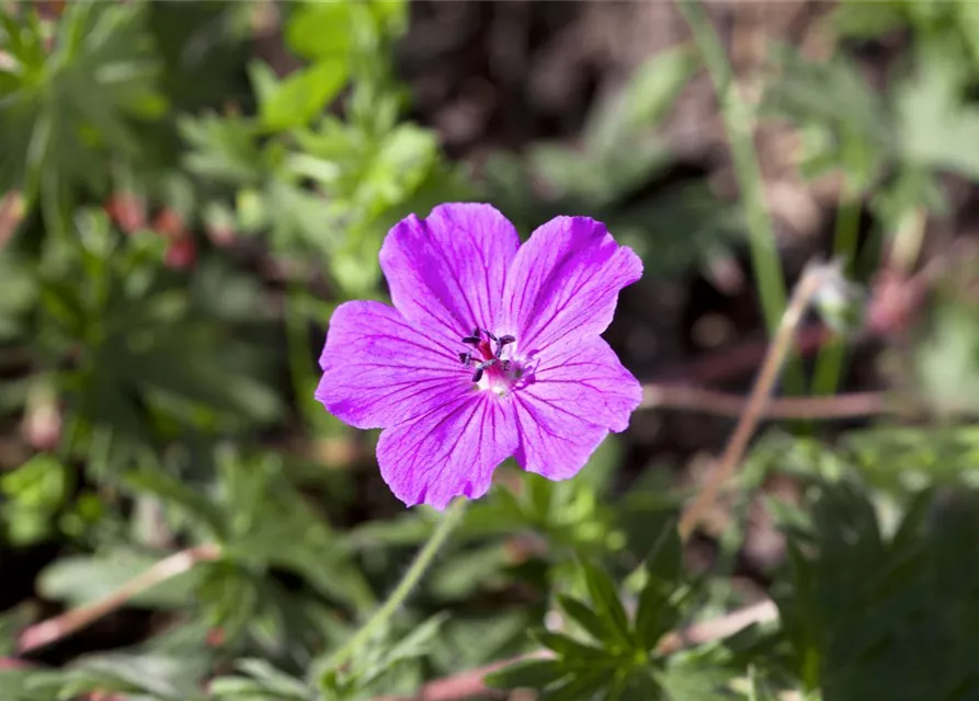 Garten-Blut-Storchschnabel 'Tiny Monster'