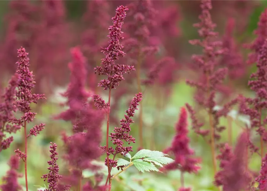 Arends Garten-Prachtspiere 'Fanal'