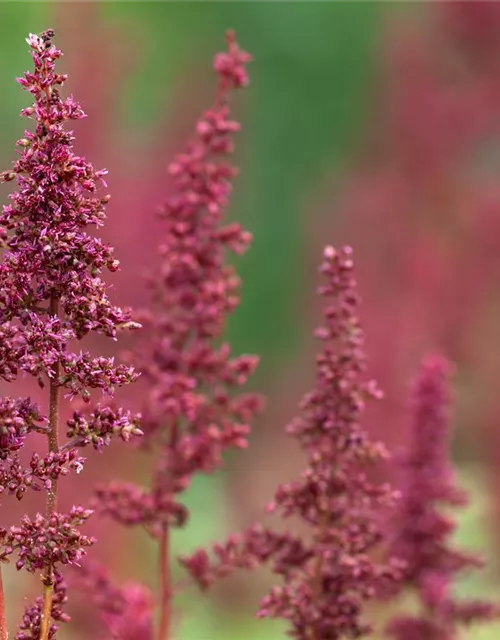 Arends Garten-Prachtspiere 'Fanal'