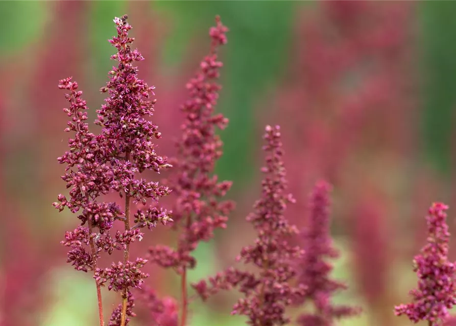 Arends Garten-Prachtspiere 'Fanal'