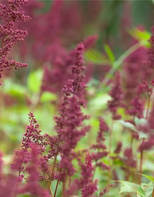 Arends Garten-Prachtspiere 'Fanal'
