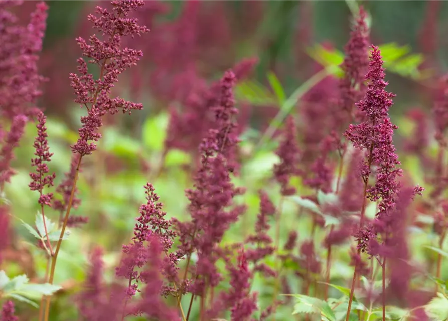 Arends Garten-Prachtspiere 'Fanal'