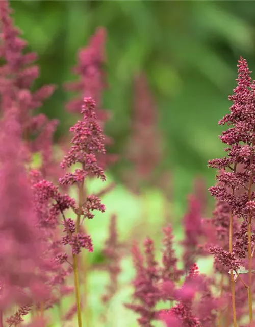 Arends Garten-Prachtspiere 'Fanal'