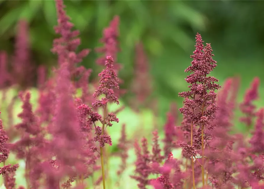 Arends Garten-Prachtspiere 'Fanal'