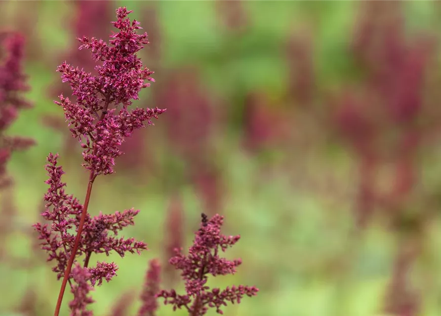 Arends Garten-Prachtspiere 'Fanal'