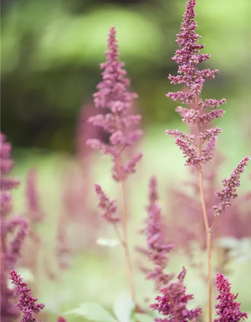 Arends Garten-Prachtspiere 'Fanal'