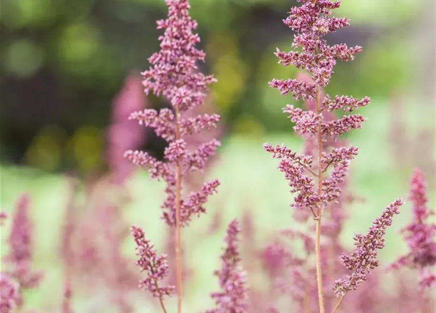 Arends Garten-Prachtspiere 'Fanal'