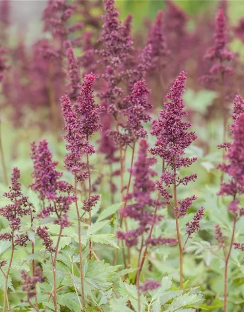 Arends Garten-Prachtspiere 'Fanal'