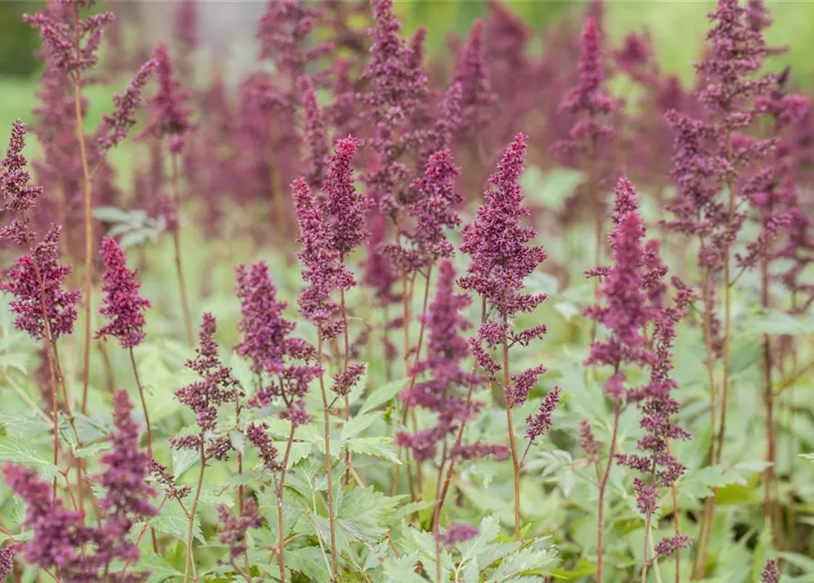 Arends Garten-Prachtspiere 'Fanal'