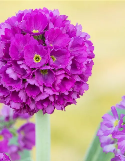Kugelige Garten-Schlüsselblume 'Rubin'