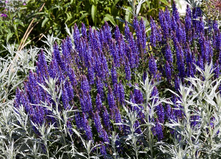 Garten-Blüten-Salbei