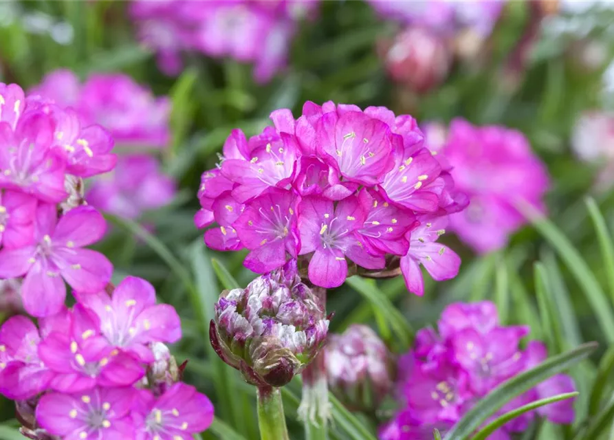 Garten-Grasnelke 'Splendens'