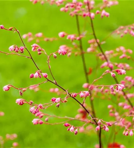 DAS PURPURGLöCKCHEN!