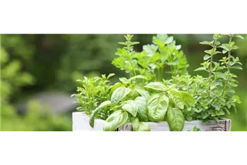 Kräuter und Gemüse