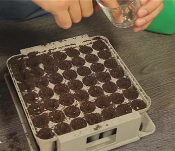 Paprika - Aussäen von Samen