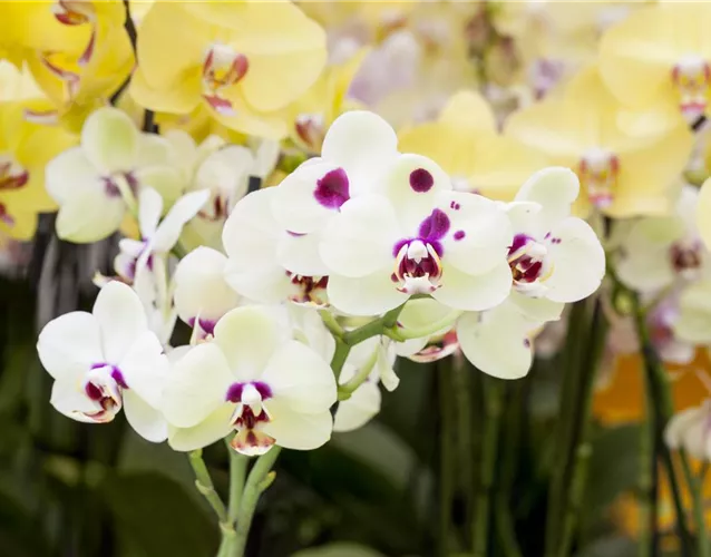 ORCHIDEEN: FREILANDAUFENTHALT IM SOMMER