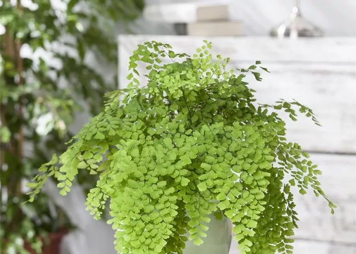 DIE PFLEGE VON ZIMMERPFLANZEN