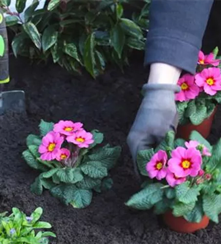 PRIMELN - EINPFLANZEN IM GARTEN