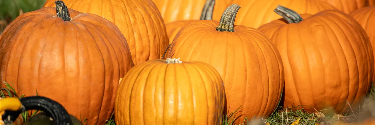 Der Herbst ist die beste Zeit für leckere und hübsche Kürbisse