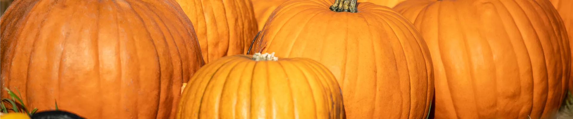 Der Herbst ist die beste Zeit für leckere und hübsche Kürbisse