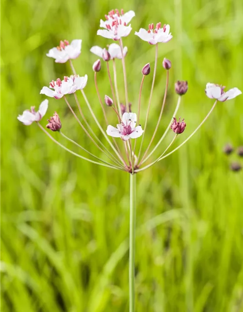Butomus umbellatus