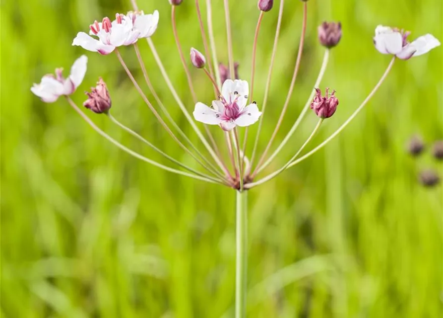 Butomus umbellatus