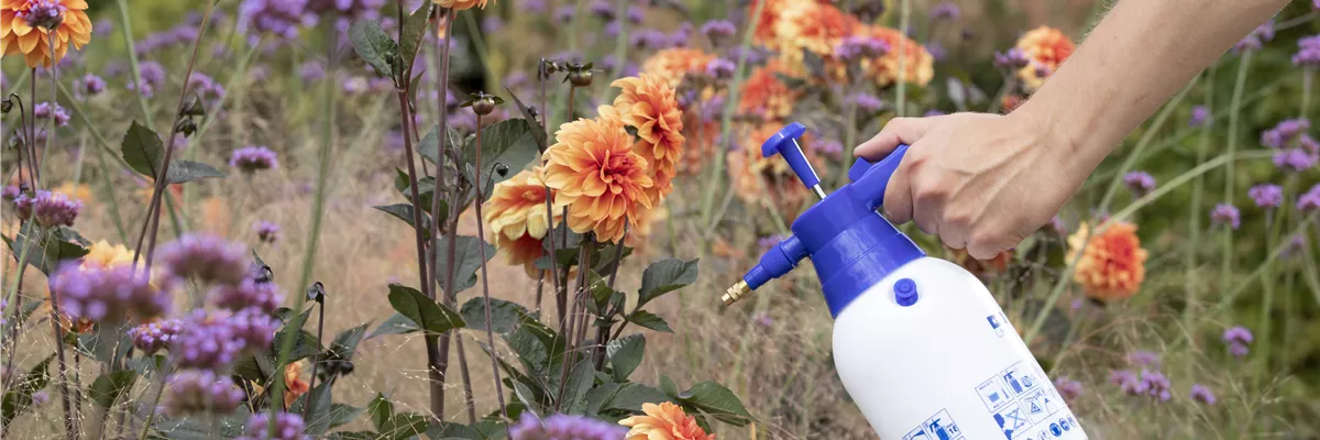 Pflanzenschutzmittel auf Dahlien sprühen