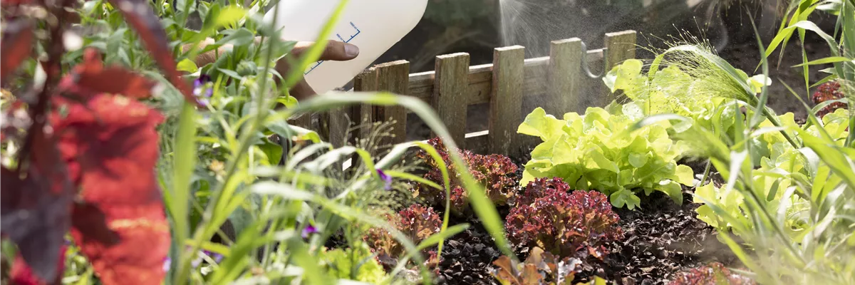 Pflanzenschutzmittel auf Salat sprühen
