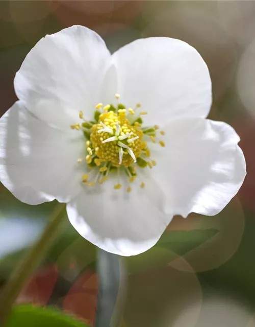 Christrose