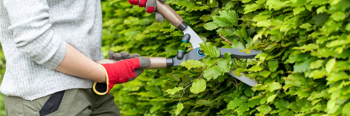 Gartengeräte - Arbeit mit Heckenschere