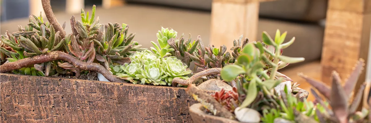 Sukkulenten Dekoration