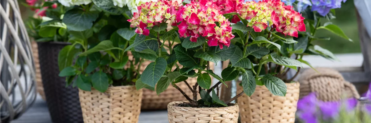 Hydrangea macrophylla, rot