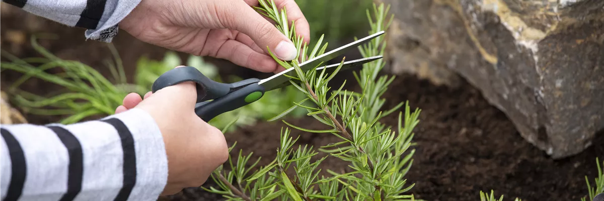 Kräuterbeet - Kräuter ernten