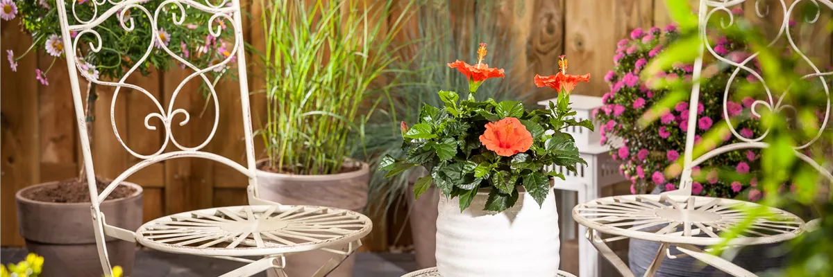 Hibiscus rosa-sinensis, orange