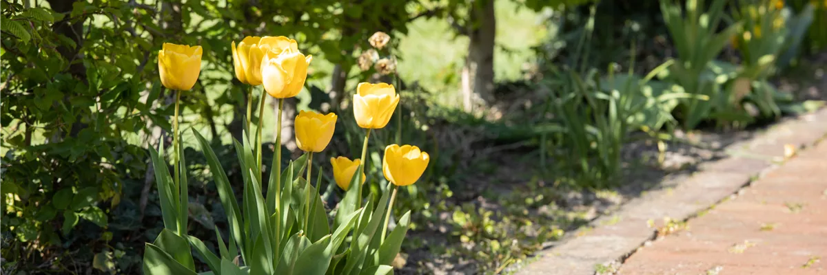 Tulpen im Beet 