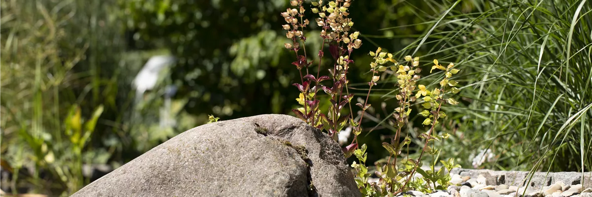 Teichufer mit Steinen