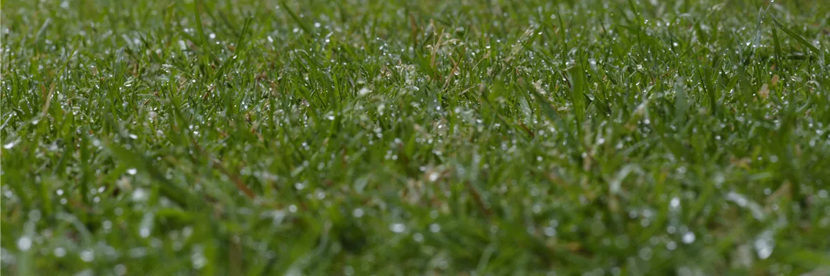 Rasen mit Tautropfen