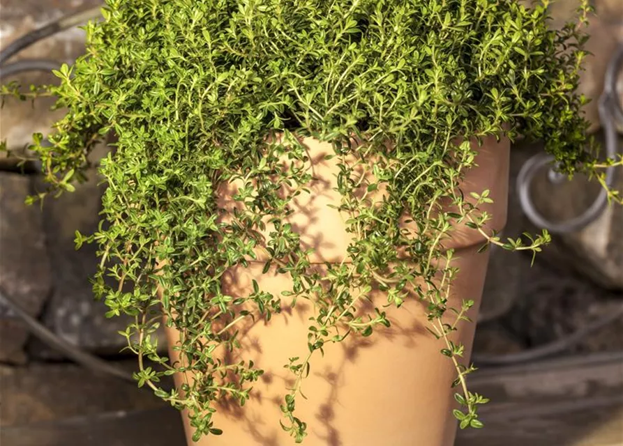 Berg-Bohnenkraut-Samen