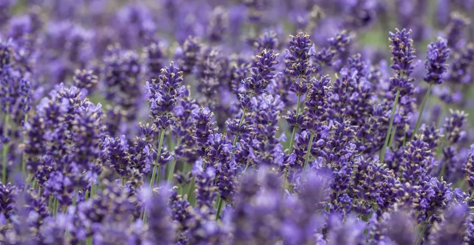 Lavendel