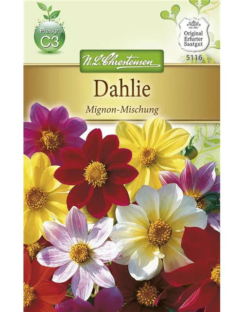 Dahliensamen 'Mignon'