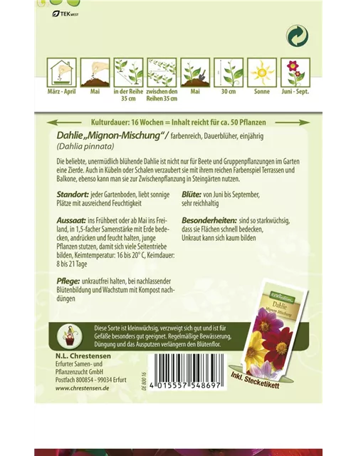 Dahliensamen 'Mignon'