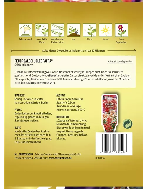 Feuersalbeisamen 'Cleopatra'