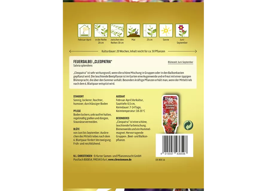 Feuersalbeisamen 'Cleopatra'